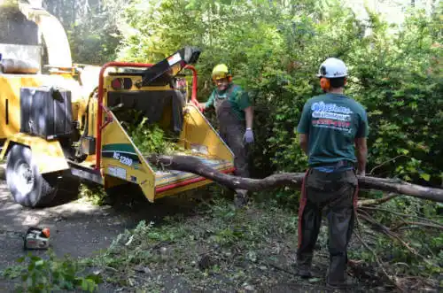 tree services Lafe